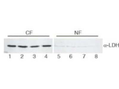 Western Blot: Lactate Dehydrogenase Antibody [Biotin] [NB600-862] - Lane 1-4: HeLa cell extracts cytoplasmic fraction (CF). Lane 5-8: HeLa cell extracts nuclear fraction (NF). Load: 30 ug per lane. Primary antibody: LDH antibody at 1:400 for overnight at 4C. Secondary antibody: IRDye800 secondary antibody at 1:10,000 for 45 min at RT. Block: 5% BLOTTO/TBST overnight at 4C. Predicted/Observed size: 36.6 kDa, 36 kDa for LDH. Other band(s): None.